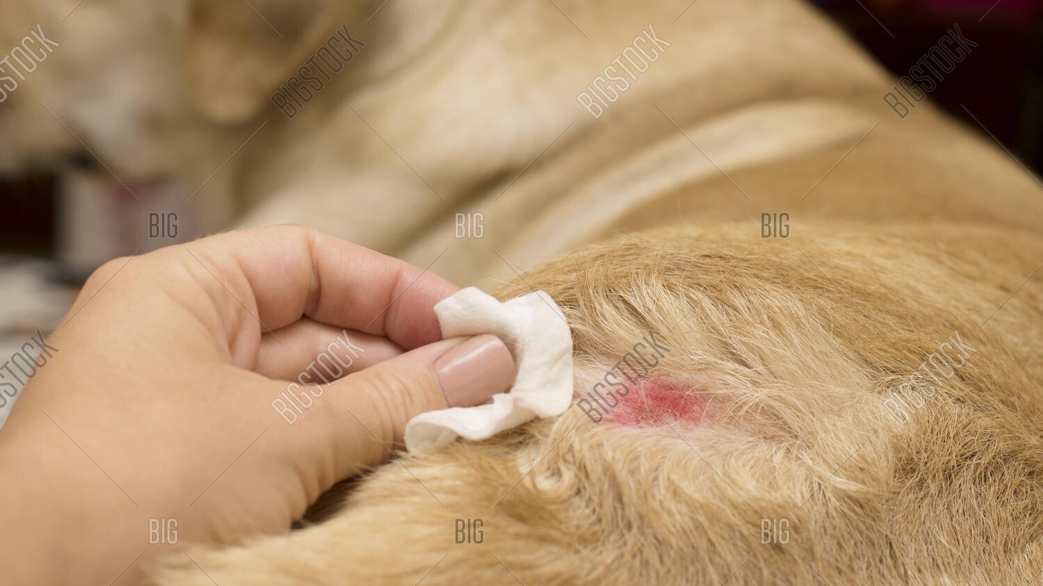 Hautwunde bei einem Hund