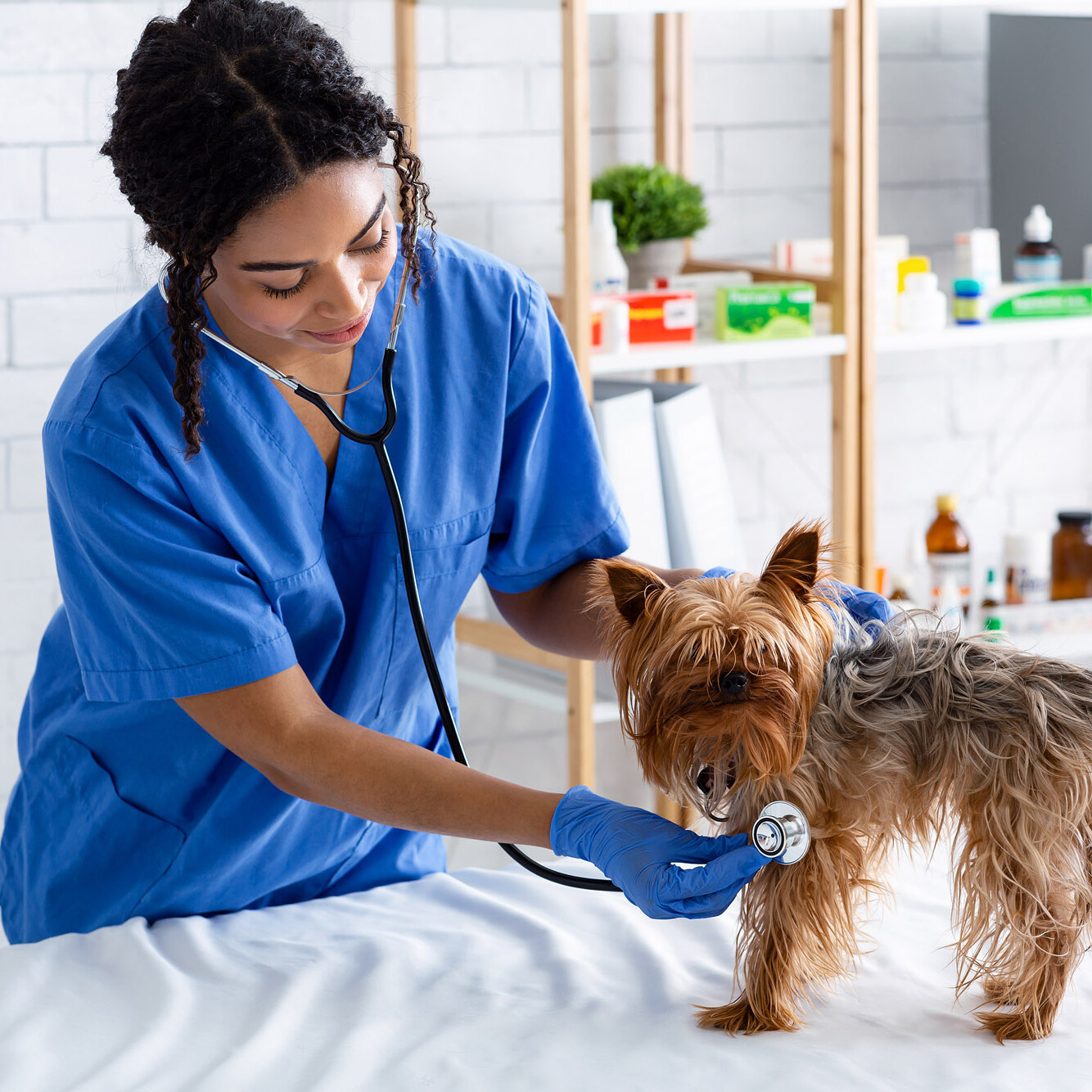 Yorkshire-Terrier wird von Tierärztin abgehört