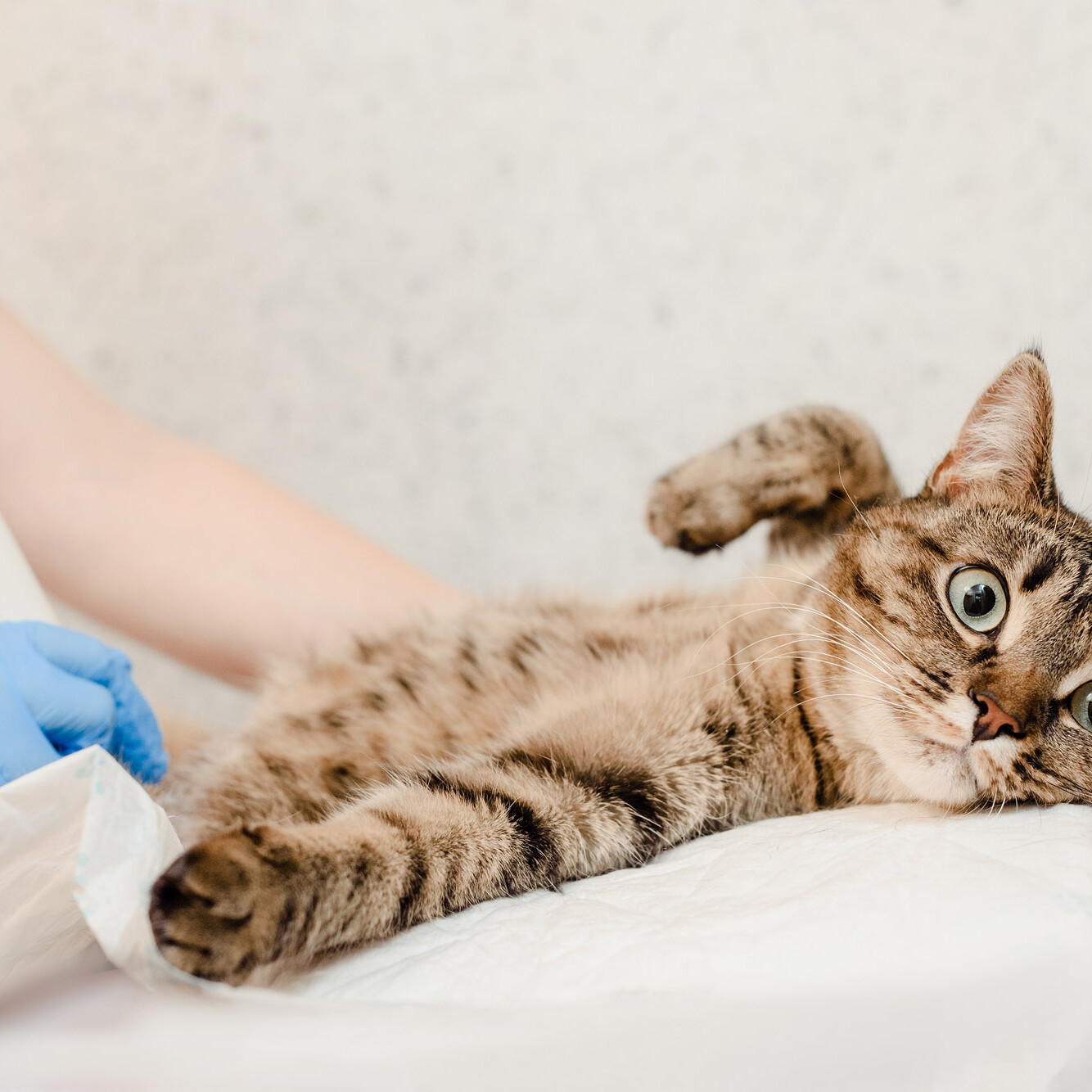 Katze beim Ultraschall