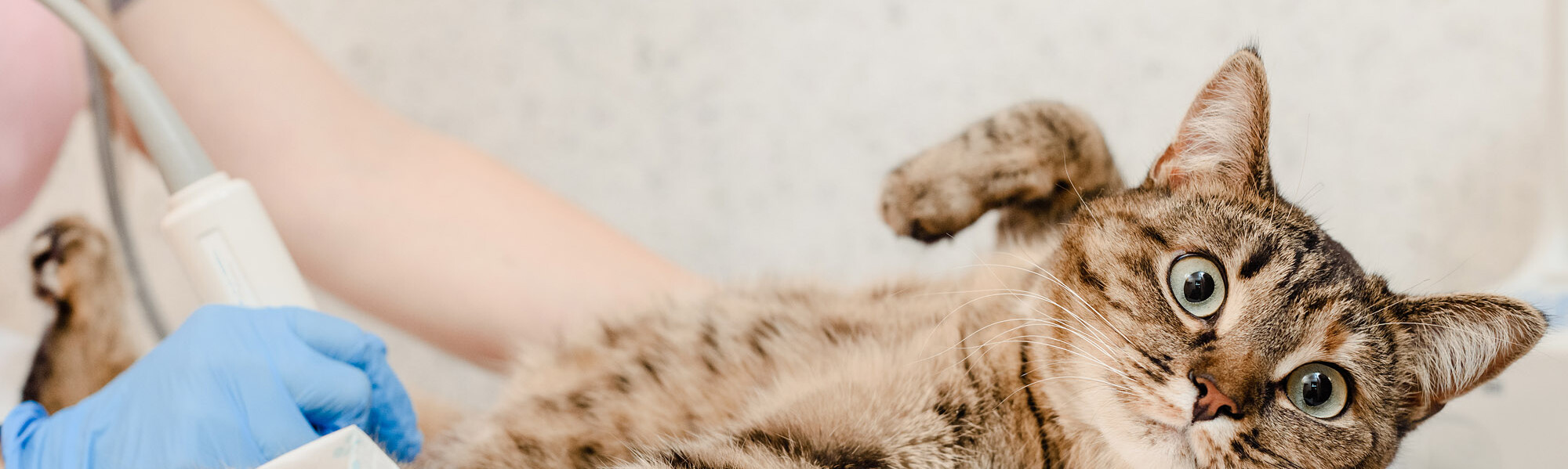 Katze beim Ultraschall