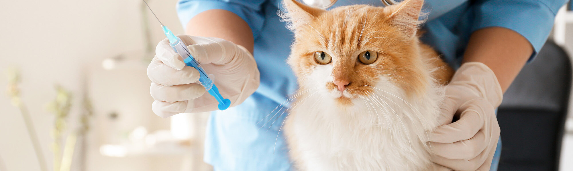 Katze wird beim Tierarzt geimpft