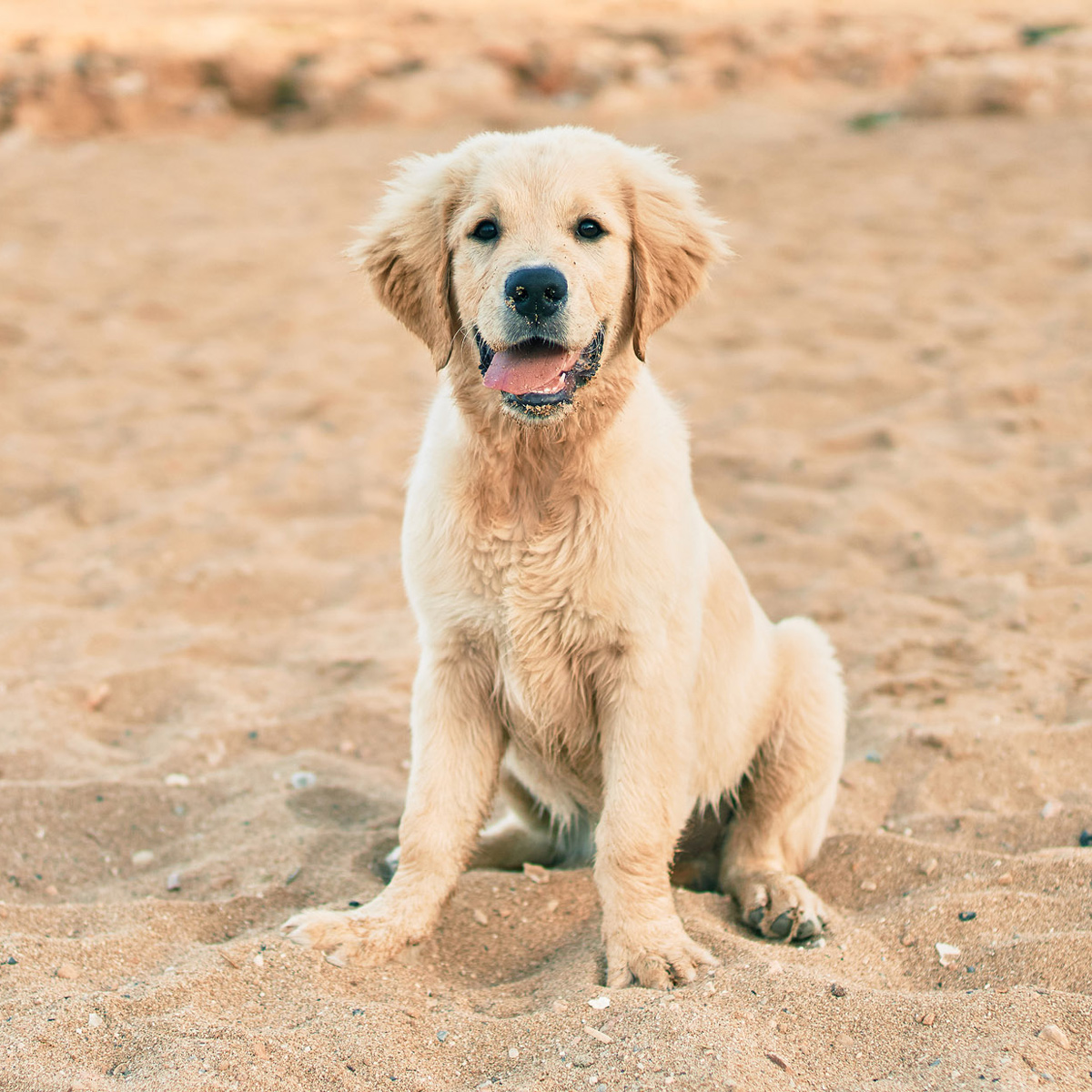 Golden-Retriever-Welpe im Sand